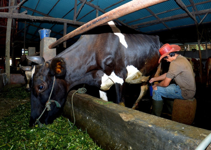 Dapatkan Fasilitas Pembiayaan dan Transaksi dari BRI, Klaster Susu di Ponorogo Berhasil Tingkatkan Produksi