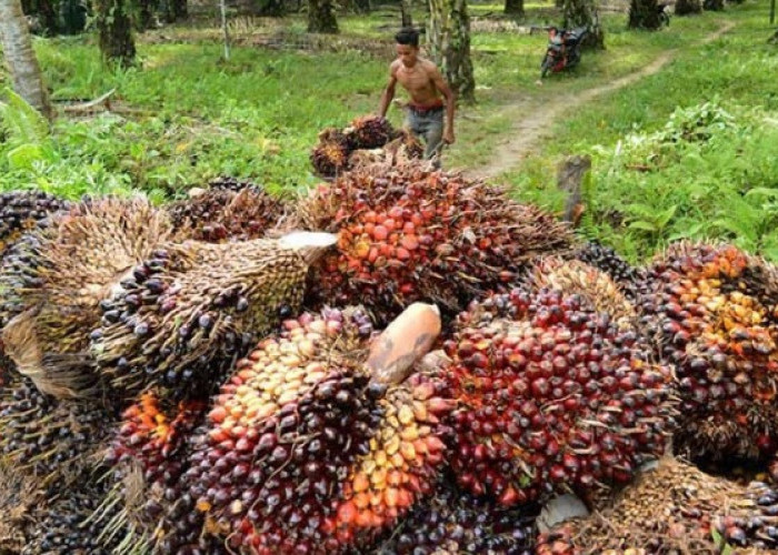 Indonesia Prediksi Hasilkan Listrik Setara 56,97 GW, Potensi Biomassa Menjanjikan