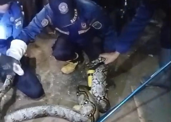 Ular Sanca Empat Meter Gegerkan Warga Mendalo Darat, Damkartan Muaro Jambi Turun Tangan Evakuasi