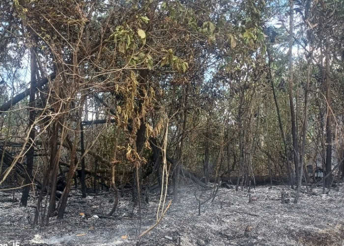 BREAKING NEWS! Karhutla Terjadi di Dekat Pemukiman Warga di Jaluko, Helikopter Water Bombing Diterjunkan 