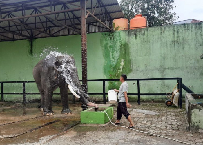 Kehadiran Gajah Betina dari PT WKS Diharapkan Bisa Membuat Alfa si Gajah Jantan Taman Rimba Ceria Kembali