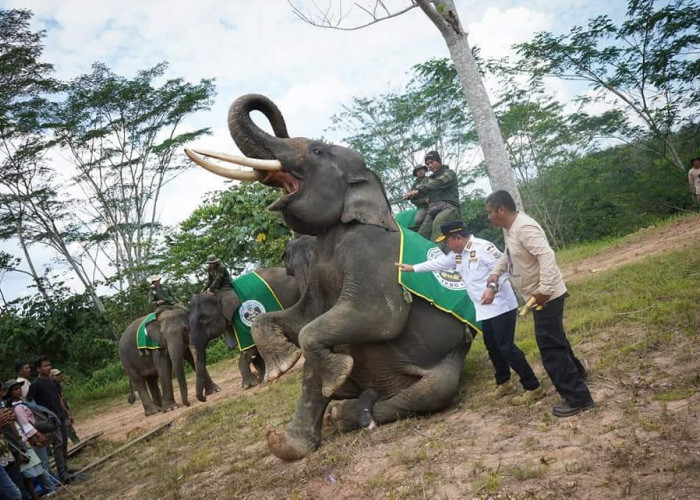 Diresmikan Gubernur, Pusat Informasi Konservasi Gajah di Tebo  Malah Merugikan Warga