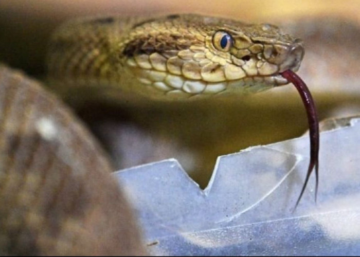 Ular Kobra Menyelinap di Rumah Warga, Damkarmat Muaro Jambi Sigap Evakuasi