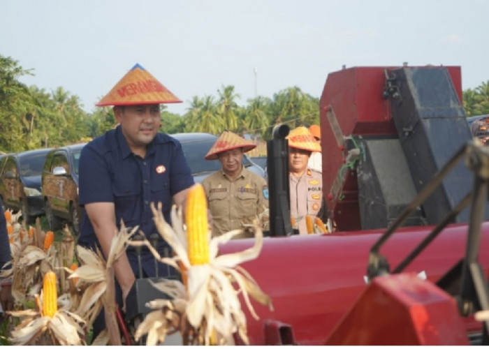 Potensi Panen Capai Rp 1 Milyar, Bupati M. Syukur Yakin Merangin Jadi Lumbung Pangan Jambi