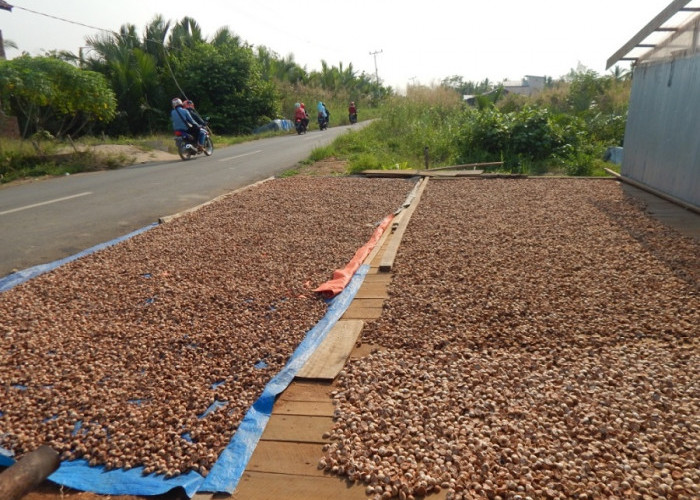 Harga Pinang Kembali Turun, Petani Tanjabtim Tertekan