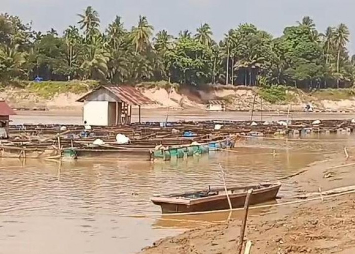 Kemarau Panjang, Debit Sungai Batanghari di Muaro Jambi Menyusut Drastis