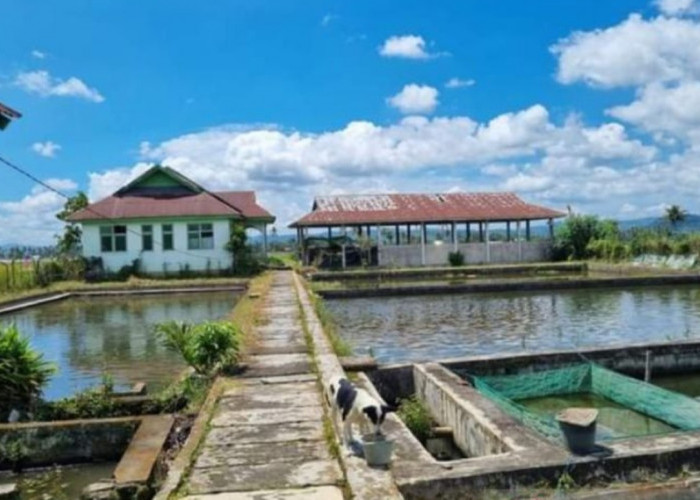 Balai Benih Ikan di Karmio Batanghari Kecipratan Rp1,27 Miliar 