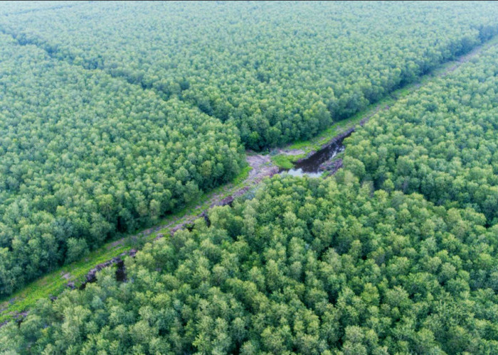 Wow! Jalan Tol Jambi Satu ini akan Bikin Kita Berasa di Hutan Eropa, Kok Bisa? Ternyata Jalurnya..