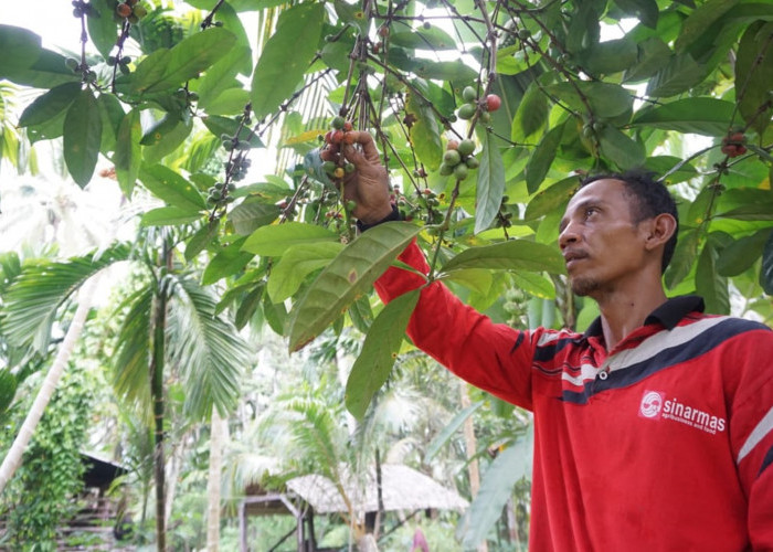 Cerita Sukses Petani Kopi Dibawah Pendampingan Sinar Mas Agribusiness and Food