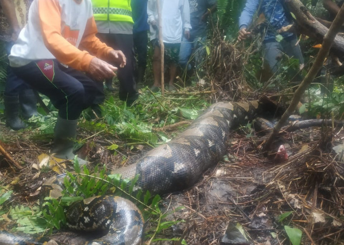 Geger, Lagi Motong Getah Ibu 52 Tahun di Kecamatan Betara di Makan Ular Piton