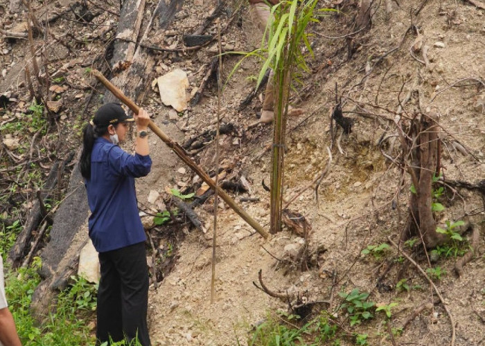 Temukan Sawit di Area Bekas Karhutla, Bupati dan Kapolres Dharmasraya Segel Lokasi