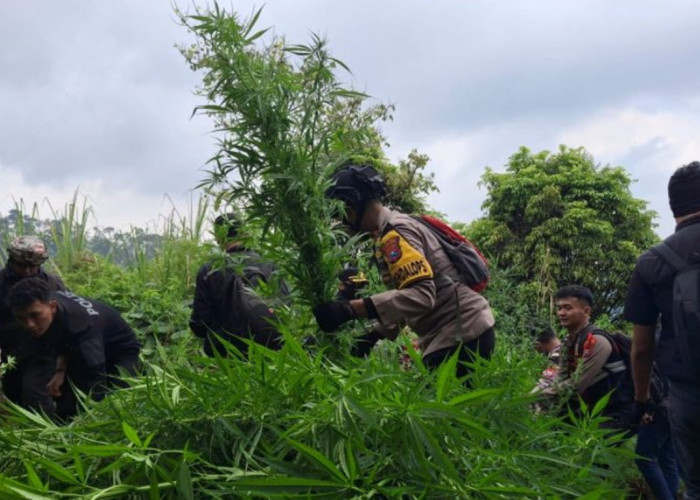 Ngeri! Sudah 25 Ribu Batang Pohon Ganja Ditemukan di Gunung Semeru