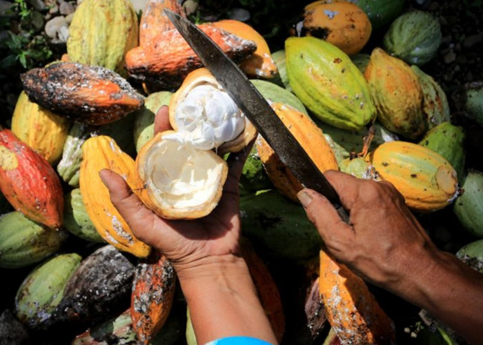 Masa Depan Petani Coklat RI Cerah? Baca Tulisan Kuntoro Boga Andri