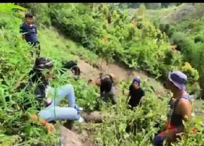 Ladang Ganja Ditemukan di Sungai Penuh, Polres Ringkus Pemilik    