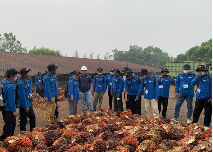 Tingkatkan Kompetensi 211 Petani Sawit, PTPN IV Regional IV Fasilitasi Pelatihan Bersama IPB Training