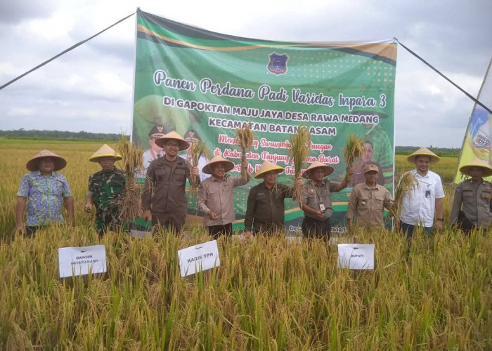 Panen Perdana Padi di Desa Rawa Medang: Bupati Tanjung Jabung Barat Dorong Peningkatan Ketahanan Pangan