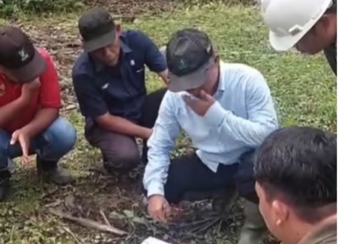  Kunjungi Kebun Ophir, Region Head PTPN IV Regional IV Minta Jajaran Prioritaskan Pupuk Organik Tankos