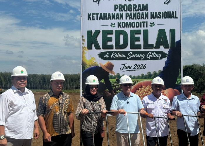 PTPN IV PalmCo Matangkan Pilot Project Kedelai Dukung Percepatan Swasembada Pangan Nasional