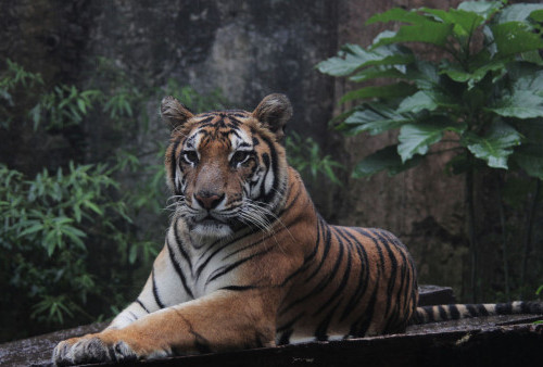 Warga Cemas, Dua Ekor Harimau Berkeliaran Perkebunan RKE 