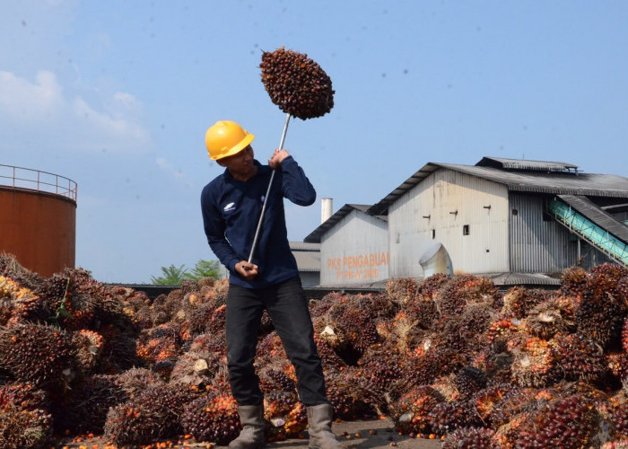 Catat Kinerja Positif, Produksi TBS PTPN IV Regional IV Tembus 244 Ribu Ton di Semester I 2026