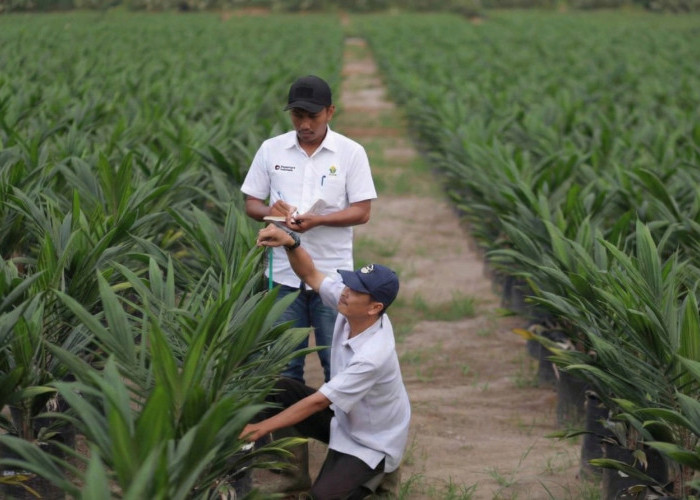 Akselerasi Peremajaan Sawit Rakyat, PTPN IV PalmCo Salurkan 6 Juta Bibit Unggul