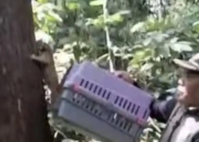 BKSDA Jambi Lepas Liar Kukang & Trenggiling ke Cagar Alam Batang Hari