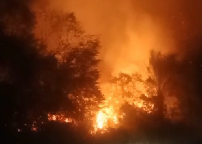Lahan di Km 29 Bukit Baling Muaro Jambi Terbakar, Damkar Bergerak Cepat