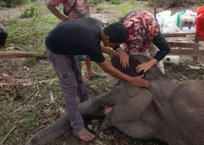 Seekor Gajah di Taman Nasional Tesso Nilo Riau mati