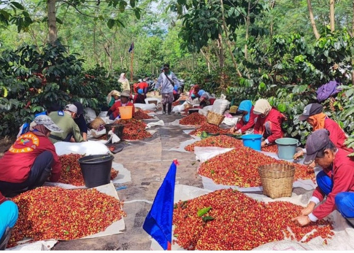 Kopi Arabika PTPN Kian Digemari Masyarakat Dunia
