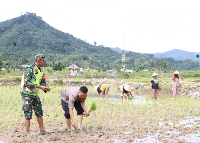 Eks Lokasi PETI di Desa Jering Diubah jadi Lahan Pertanian Masyarakat 