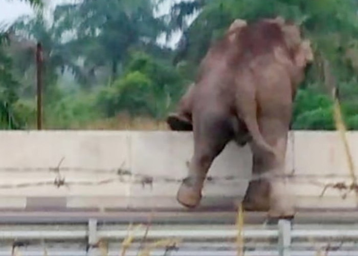BKSDA Beberkan Penyebab Gajah Codet 5 Kali Menyebrangi Tol Riau