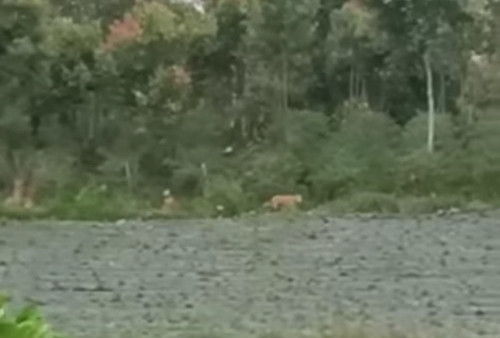 Heboh Harimau Berkeliaran Di Kebun Warga Kayu Aro