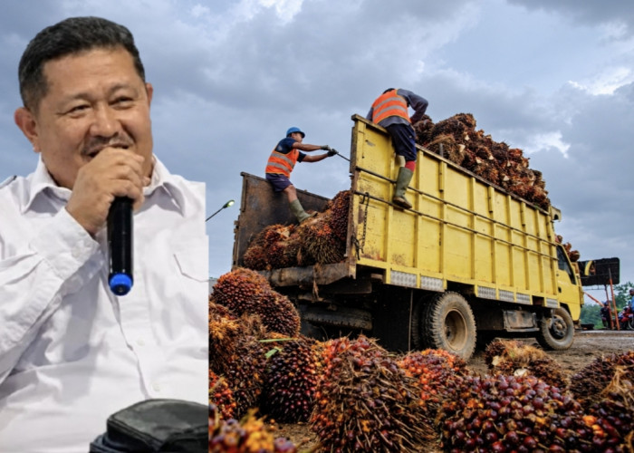 Harga TBS Naik, Petani Sawit Jambi Belum Tersenyum karena Panen Turun hingga 30 Persen