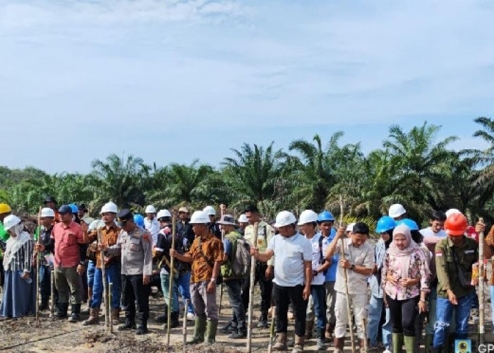Dukung Ketahanan Pangan, PT Bukit Barisan Indah Prima Tanam Jagung Pakan di Areal Perkebunan