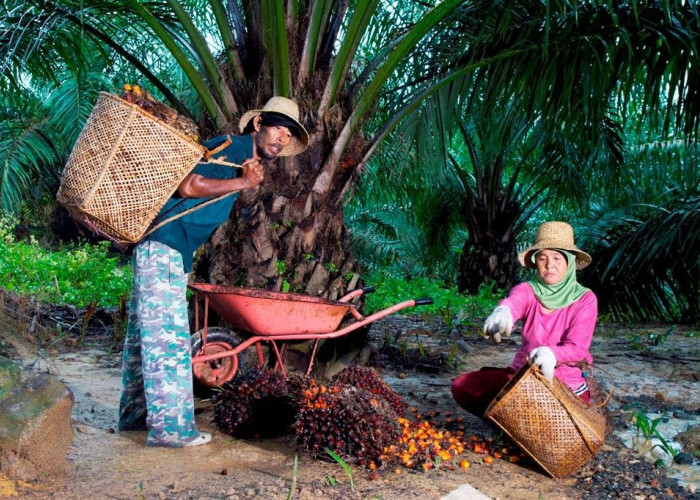 PTPN IV PalmCo Dorong Kesejahteraan Petani Kelapa Sawit Lewat Serapan Maksimal dan Kemitraan Berkelanjutan