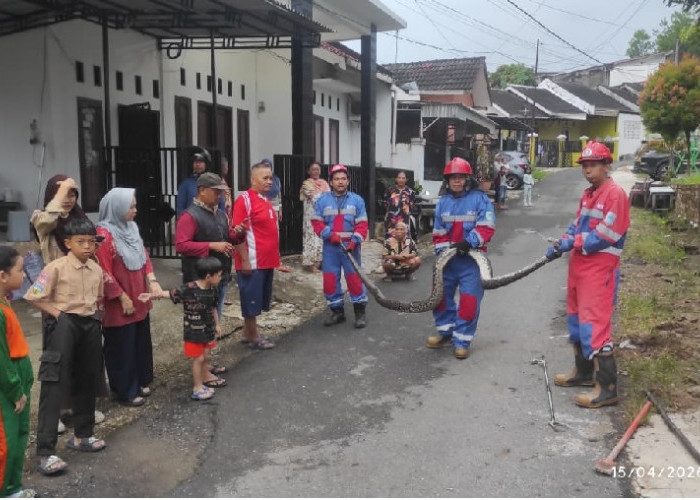 Belum Hilang Kaget, Muncul Lagi! Dua Sanca Teror Warga Kota Jambi dalam Semalam