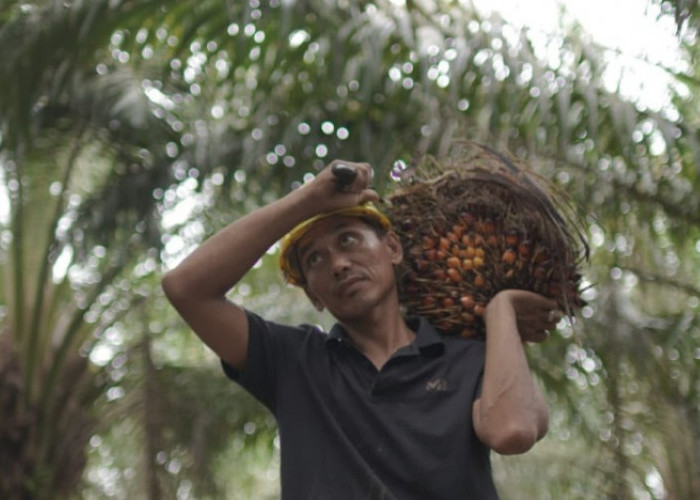 Harga TBS Sawit Berangsur Pulih, Pemerintah Ancam Tindak Tegas Perusahaan yang Mainkan Harga