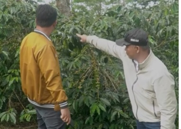 Region Head PTPN IV Regional IV Tinjau Kebun Kayu Aro, Pastikan Kualitas Kopi dan Teh Tetap Terjaga