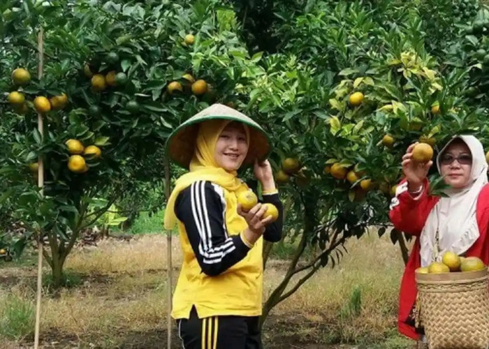 Jeruk Lokal Pulau Tengah Meredup, Pemuda Desak Perlindungan Komoditas Lokal Kerinci