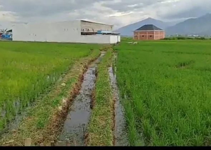 Irigasi Rusak, Petani di Sungai Sungai Penuh Terjebak Banjir dan Kekeringan