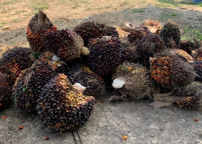 Harga TBS Sawit Jambi Turun, Perkilonya 3.911,53/Kg, Ini Daftar Harga TBS 7-13 Agustus 2026