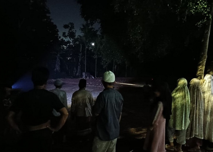 Sapi Kurban Lepas dan Mengamuk di Kota Baru, Tim Damkar Kota Jambi Turun Evakuasi