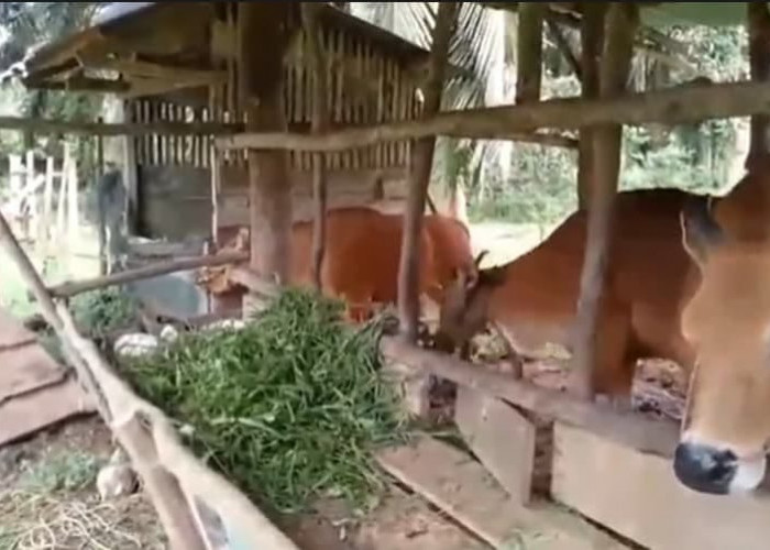 Kerinci Klaim Stok Hewan Kurban Aman, Tak Ketergantungan Daerah Lain