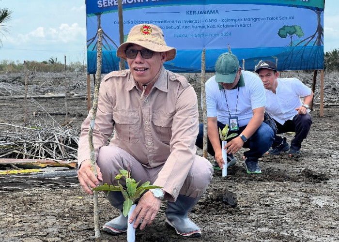 Potensi Abrasi Kalteng Tinggi, GAPKI kelola 50 Hektar Lahan Mangrove