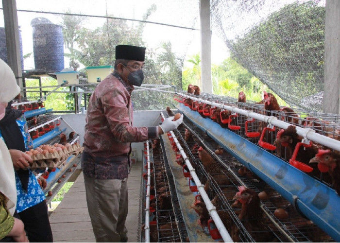 Berkah Madani Farm Perkuat Ketahanan Pangan dan Ekonomi Masyarakat