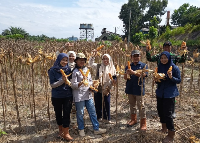 Dukung Kemandirian Pangan, PTPN IV Regional IV Kebun Tanjung Lebar Sukses Gelar Panen Jagung Tahap II