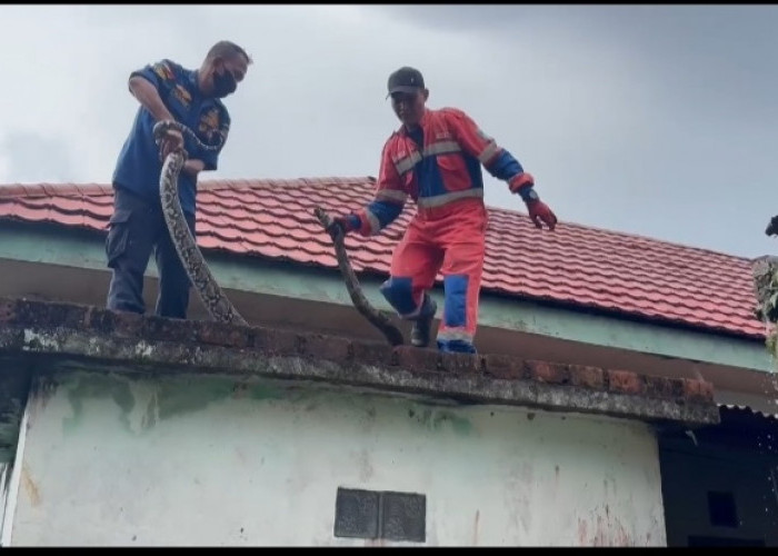 Geger! Ular Sanca 3,5 Meter Nongol di Dinding Rumah Warga Jambi, Damkar Turun Tangan
