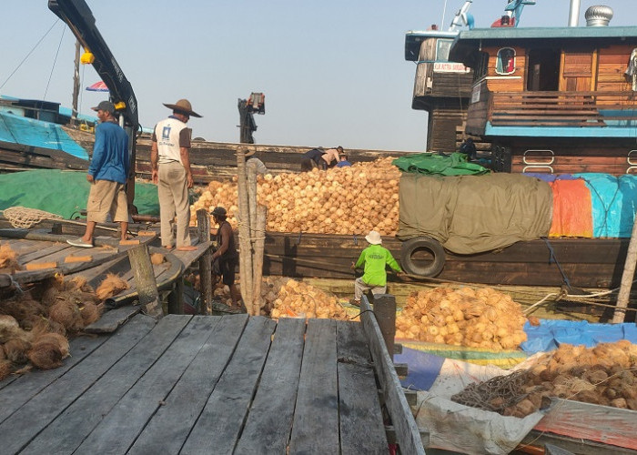 Harga Kelapa Dalam Terus Merosot, Petani Tanjabtim Kian Tertekan