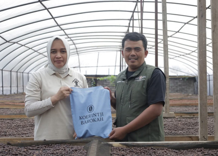 Kanwil Kemenkum Jambi Awasi Indikasi Geografis Kopi Arabika Sumatera Koerintji, Perkuat Branding Produk Unggul
