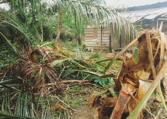 8 Ekor Gajah di Tebo Rusak Lahan Sawit Warga